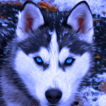  Siberian Husky