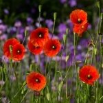 Download Nature Poppy PFP