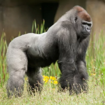 Gorilla PFP