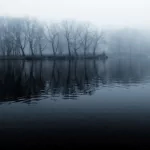 dark forest PFP
