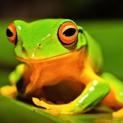 Download Animal Frog  PFP