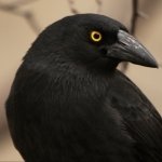 Download Animal Crow PFP