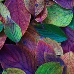 nature leaf PFP