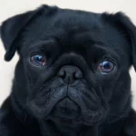 Animal pug PFP