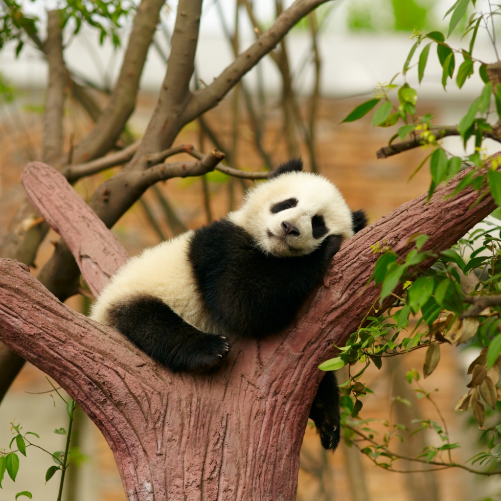 Panda Sleeping in Tree