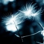 Download Nature Close-up PFP