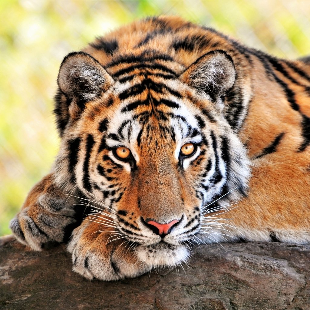 Download Animal Tiger  PFP