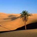 Download Nature Desert PFP