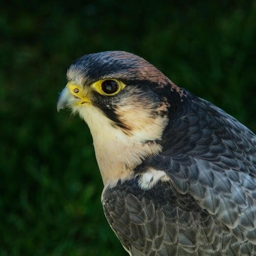 Download Animal Falcon PFP