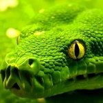 Download Animal Snake PFP