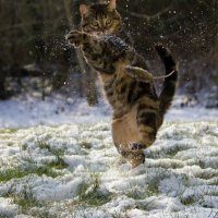 Forum avatar/pfp of a tabby cat leaping upright in a snowy yard, snow scattering around its paws.