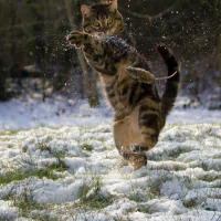 Forum avatar/pfp of a tabby cat leaping upright in a snowy yard, snow scattering around its paws.