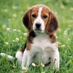 a friendly beagle
