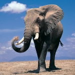 African bush elephant Pfp