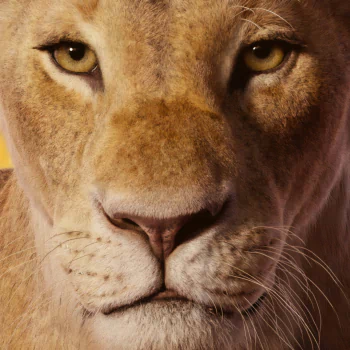 lion movie The Lion King (2019) PFP