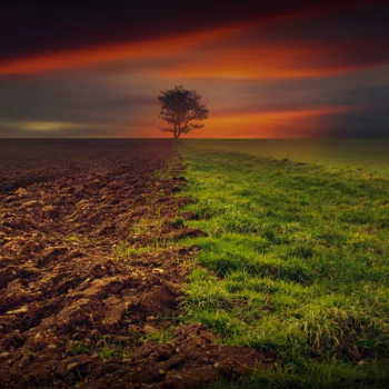 nature field PFP