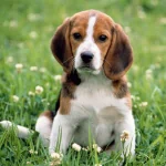  a friendly beagle