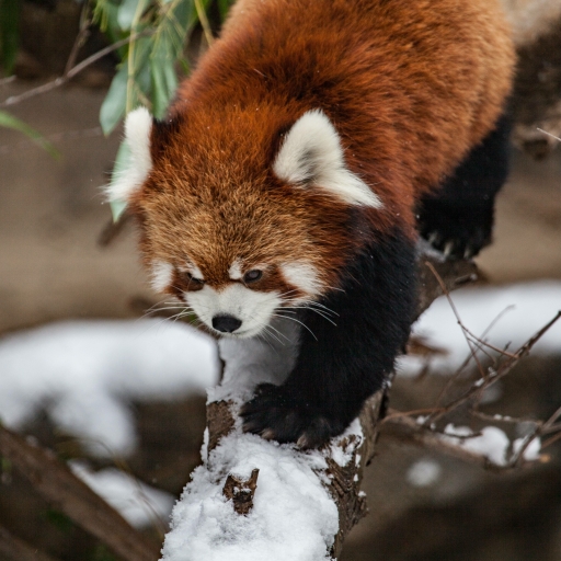 Red Panda Chicago Zoo