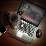 MY DOG POSTED ON LAPTOP