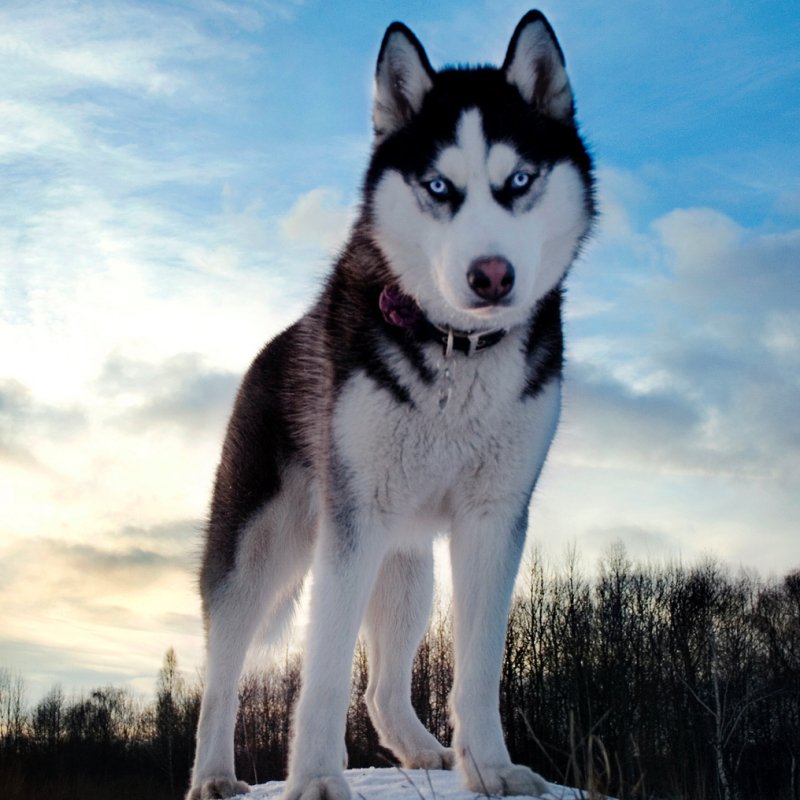 Download Animal Dog PFP