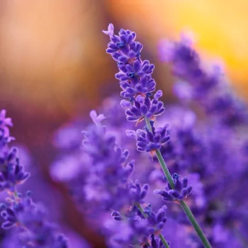 nature lavender PFP