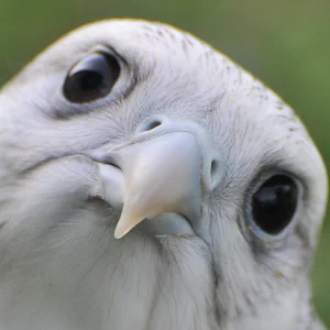 Animal falcon PFP