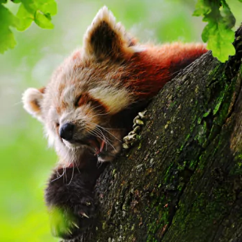 Animal red panda PFP