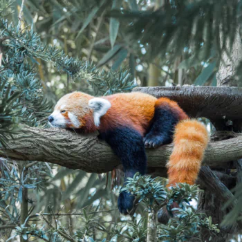 Animal red panda PFP