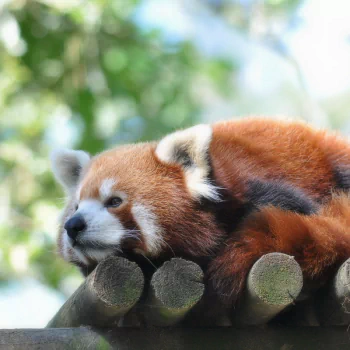 Animal red panda PFP