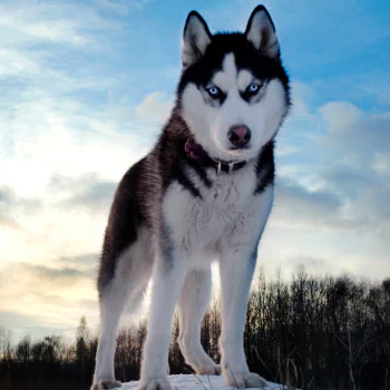 Animal dog PFP