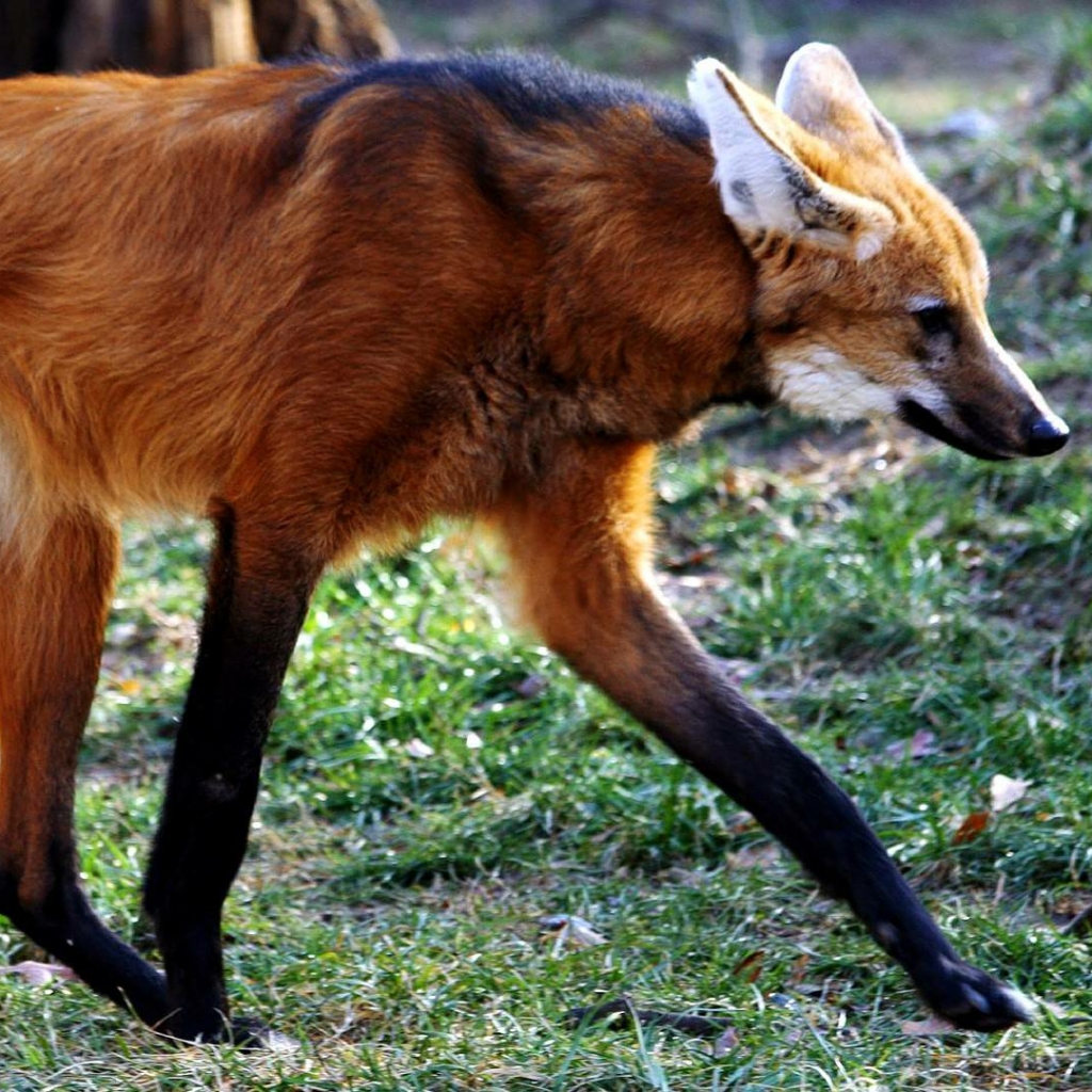 Download Animal Maned Wolf PFP