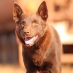 Download Dog Australian Kelpie Movie Red Dog PFP
