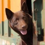 Download Dog Australian Kelpie Movie Red Dog PFP