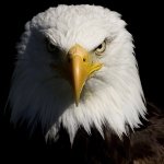 Download Animal Eagle PFP