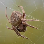  Hairy Spider