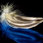photography feather PFP