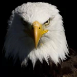 Animal eagle PFP