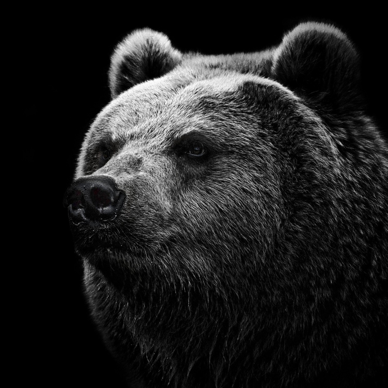 Download Animal Bear PFP