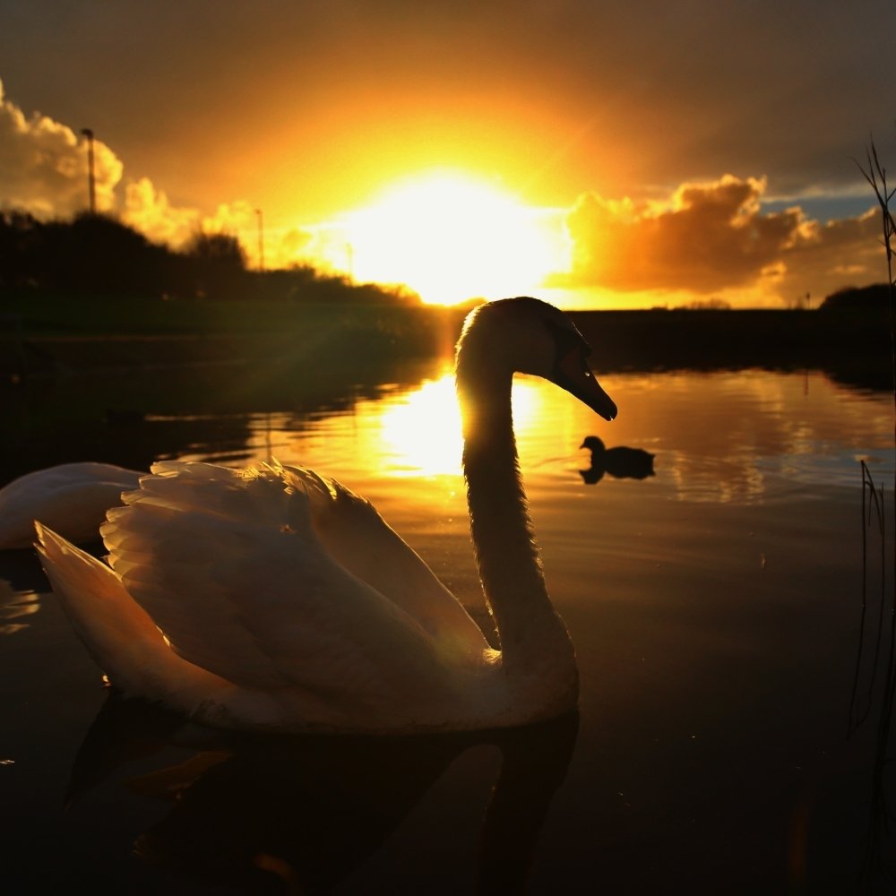 Download Animal Mute Swan PFP