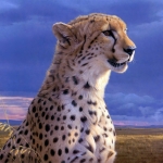 Cheetah Pfp by Daniel Smith