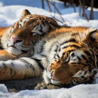 Siberian Tigers by Sébastien Clermont-Petit