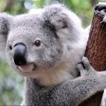 Download Animal Koala PFP
