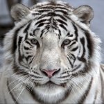 Download Animal White Tiger PFP