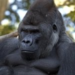 Download Animal Gorilla PFP