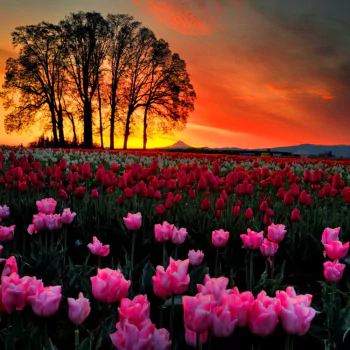 nature tulip PFP