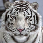 Animal white tiger PFP