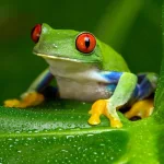 Animal tree frog PFP