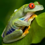 Animal tree frog PFP