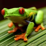 Animal tree frog PFP