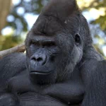  Male Gorilla